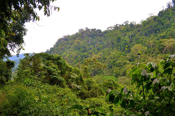 Lush jungle pictured from the tops of trees.