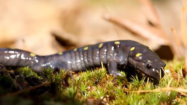 This photo shows an adult spotted salamander, brown with green spots, crawling on vegetation