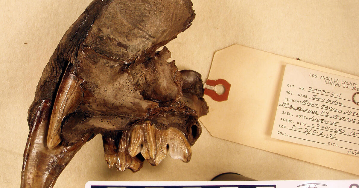 Dagger Like Canines Of Saber Toothed Cats Took Years To Grow Amnh