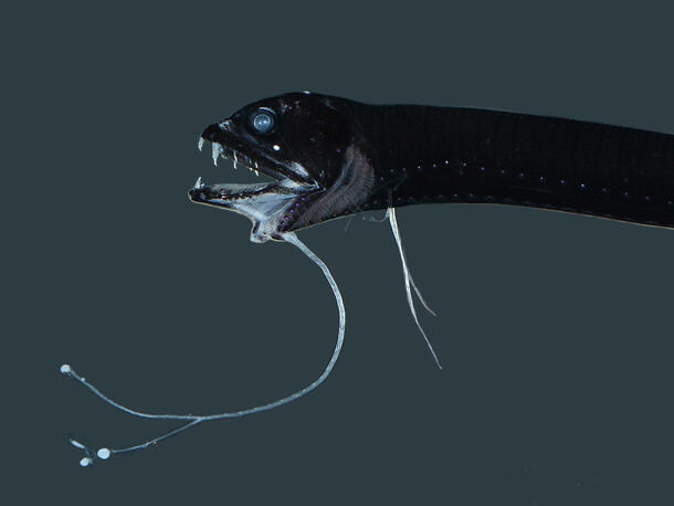 A photo of a barbeled dragonfish