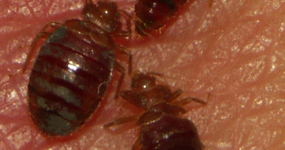 Researchers Sequence First Bedbug Genome Amnh