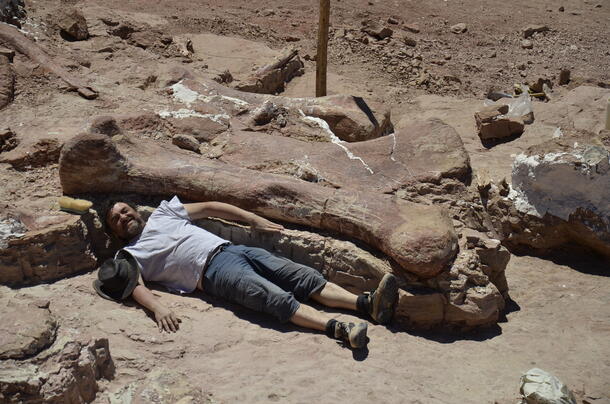 Titanosaur Femur