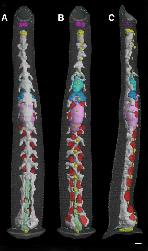 Three scans of the internal structure of a long, thin leech.