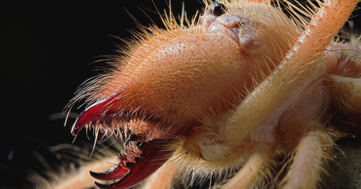 Study Takes Close Look At Formidable Camel Spider Jaws Amnh