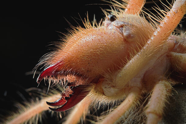 Camel spider