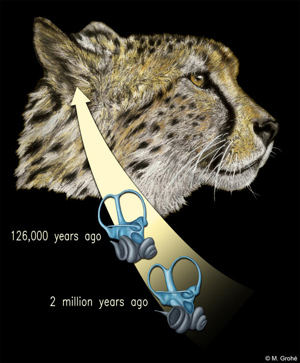 Profile of a cheetah head on black background. A yellow arrow pointing to the cheetah's ear has two bones on it marked 126,000 and 2 million years ago