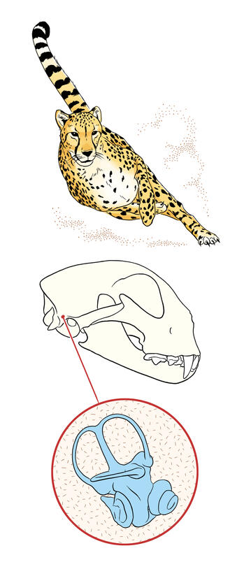 A drawing of a cheetah running is at the top of this image. Underneath is a drawing of a skull with a pull-out image of a drawing of an inner ear bone