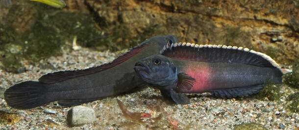 Two dark-colored fish with red and white accents in an aquarium 