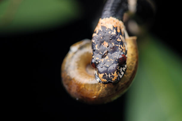 The head of a snake with black and tan speckling and red eyes. A blurry snail shell is in its jaws. 
