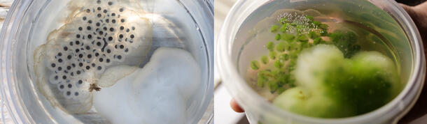 This side-by-side image shows spotted salamander egg masses in a lab at two stages. On the left, the eggs are white. On the right, they are green.