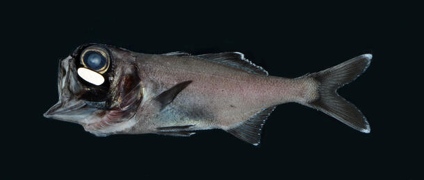 A photo of a flashlight fish from the genus Anomalops