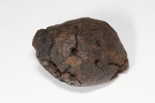 A fossil gall. It looks like a small brown irregular oval-shaped pebble with some small pits and fissures on its surface.