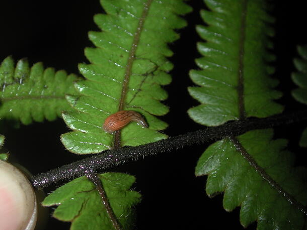 A photo of a small brown leech on a green leaf