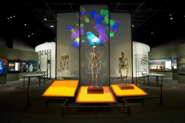 Three human and human relative skeletons on orange light platforms with a projection of blue and purple chromosomes in the background