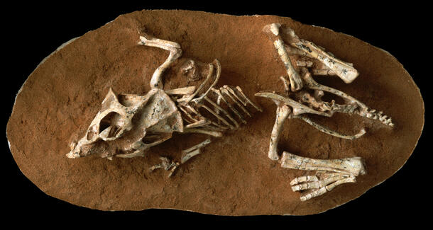 A hatchling Protoceratops fossil in a stone matrix