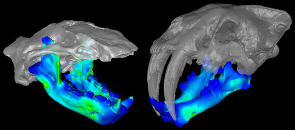 Models of two skulls with colored highlights emphasizing lower jaw structures and placement of bottom teeth.