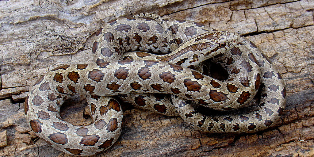 snake actually three different species