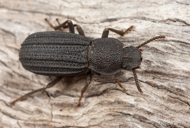 A photo of a dark brown beetle with a bumpy exoskeleton crawling on a piece of wood