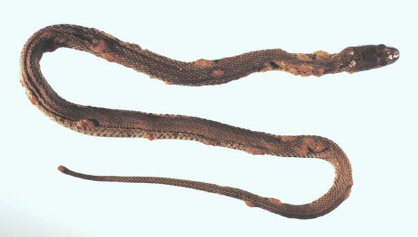 A brown snake on a white background with round lesions popping up from its scales  