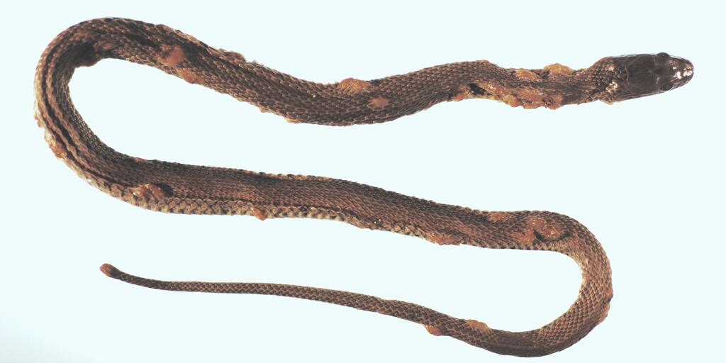 Study Warns That Snake Fungal Disease Could Be A Global Threat Amnh