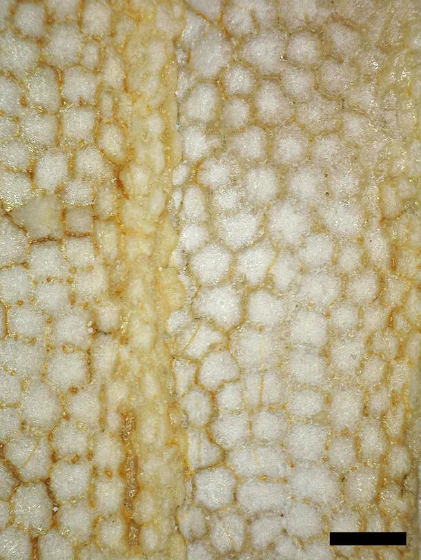A close up of a yellow-tinted scale-like pattern