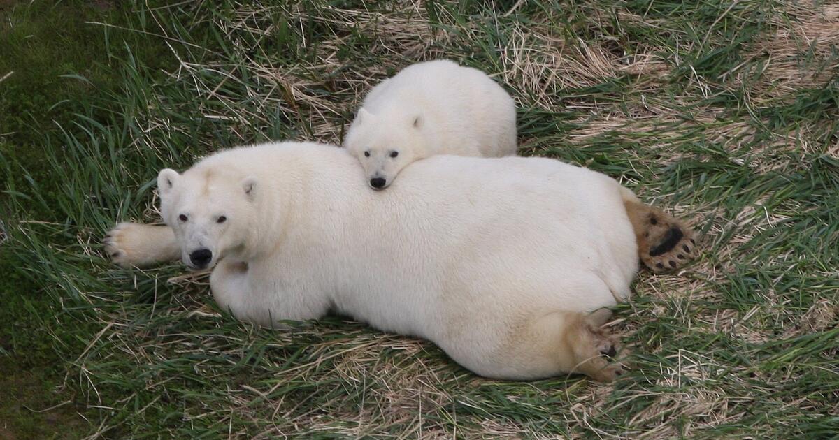 Polar Bears May Survive The Ice Melt With Or Without Seals Amnh