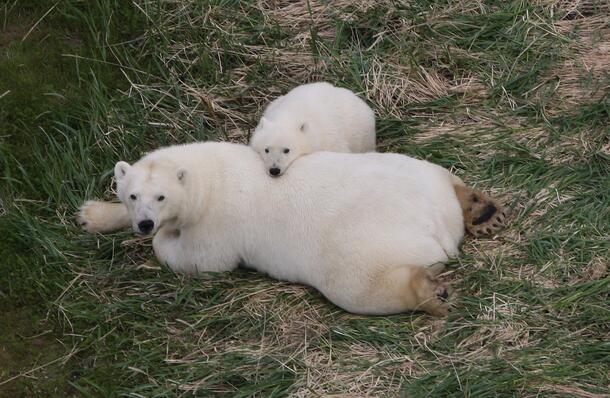 A polar bear cub lays its head on an adult polar bear as both lounge on grass.