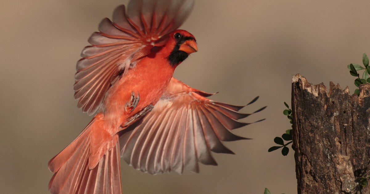 Cardinal Songs And Genetics Press Release Amnh