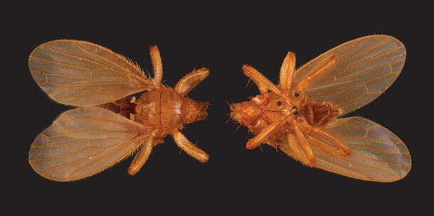 Dorsal and ventral view of the parasitic fly Trichobius frequens.
