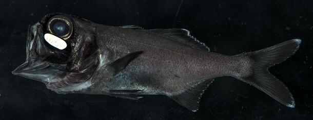 Lateral view of adult flashlight fish shows a brightly glowing area just below the eye.