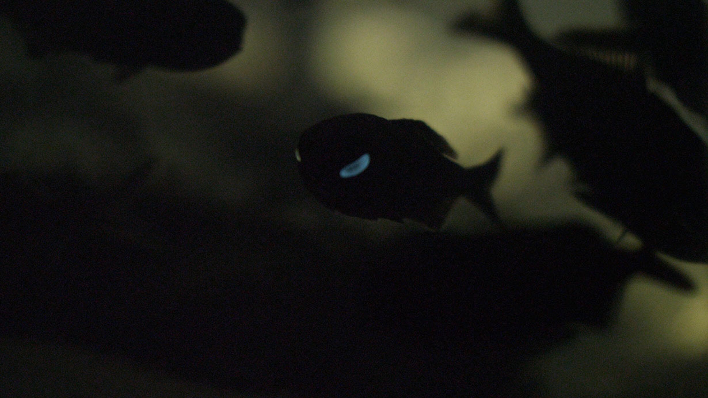 Glowing organs below the eyes are visible in school of fish swimming in murky waters.