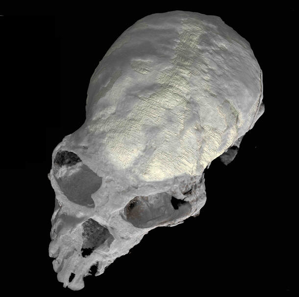 CT scan of a Chilecebus skull.