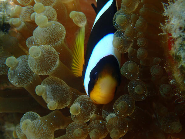 A clownfish nestled between the tentacles of a sea anemone. 