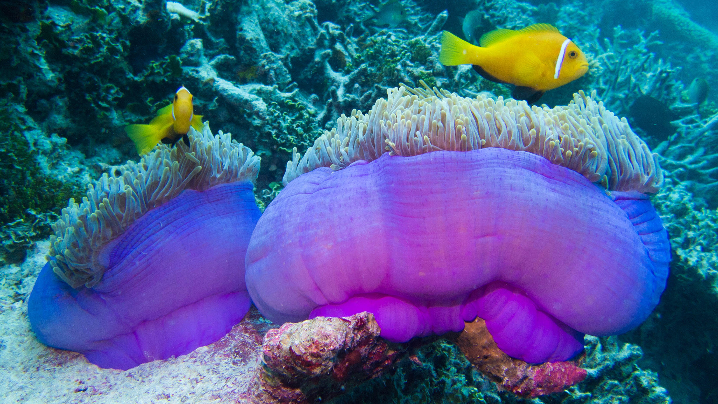 Clownfish swimming among sea anemones on a coral reef. 