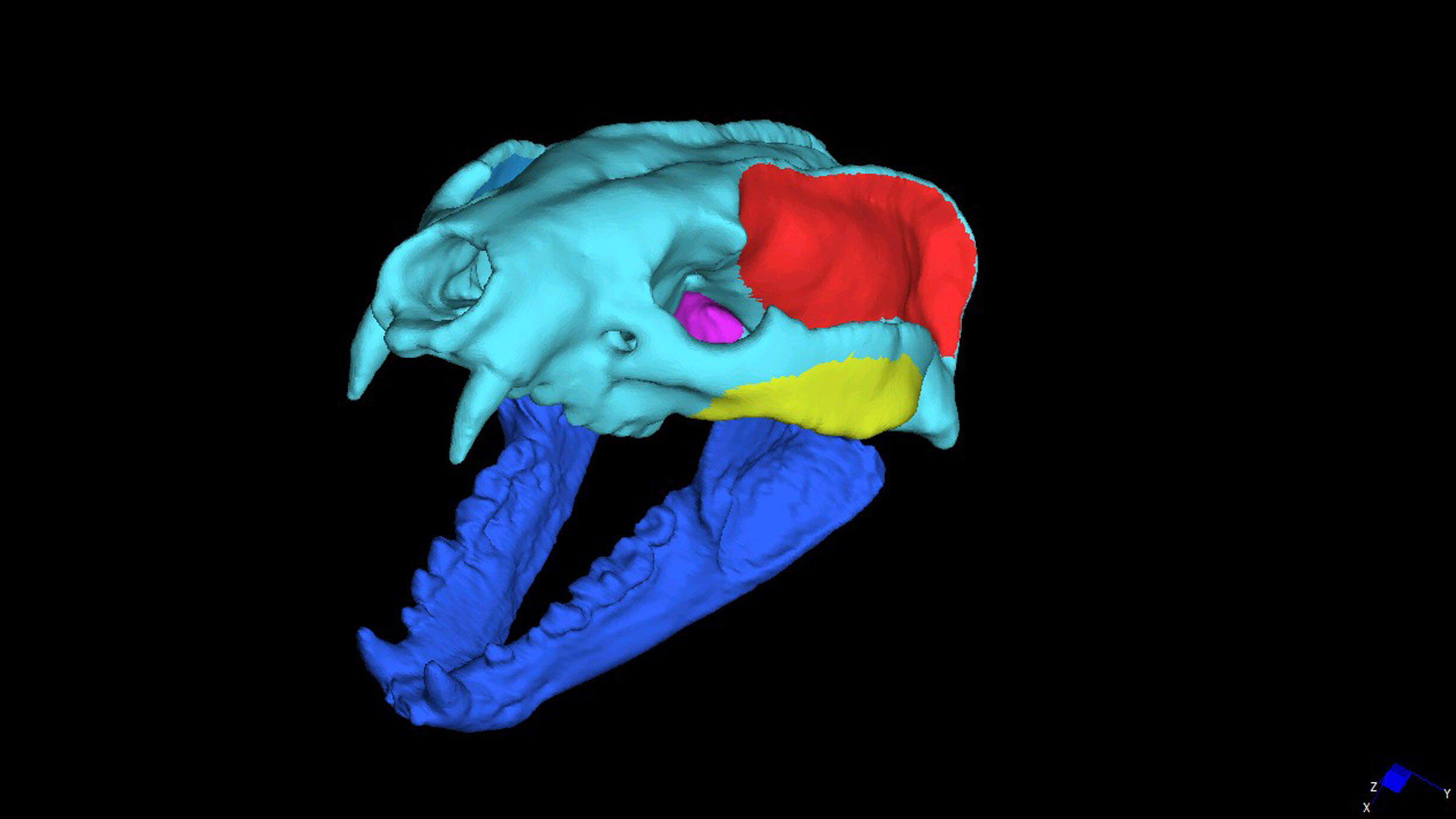 Digital model of the skull of Leptarctus primus