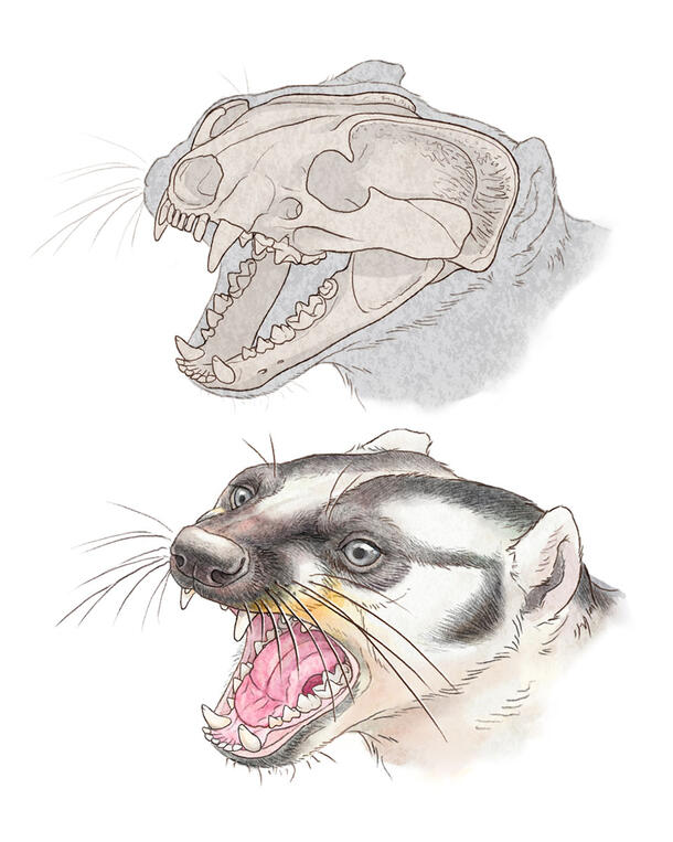 Illustration of a Leptarctus primus skull reconstruction above an illustration that depicts what Leptarctus might have looked like.
