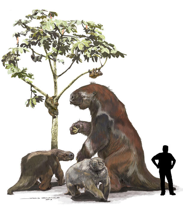Illustration depicts representatives of major sloth groups with a human silhouette for size comparison.