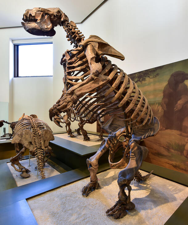 Mounted Lestodon, a mylodontoid ground sloth from South America.