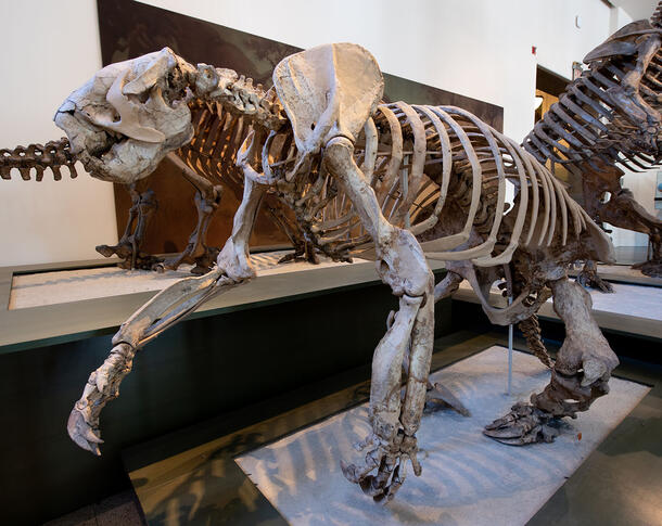 Mounted Megalonyx, a megatherioid ground sloth from North America. 