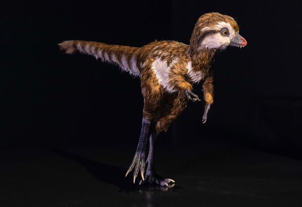 Model of a T. rex hatchling.