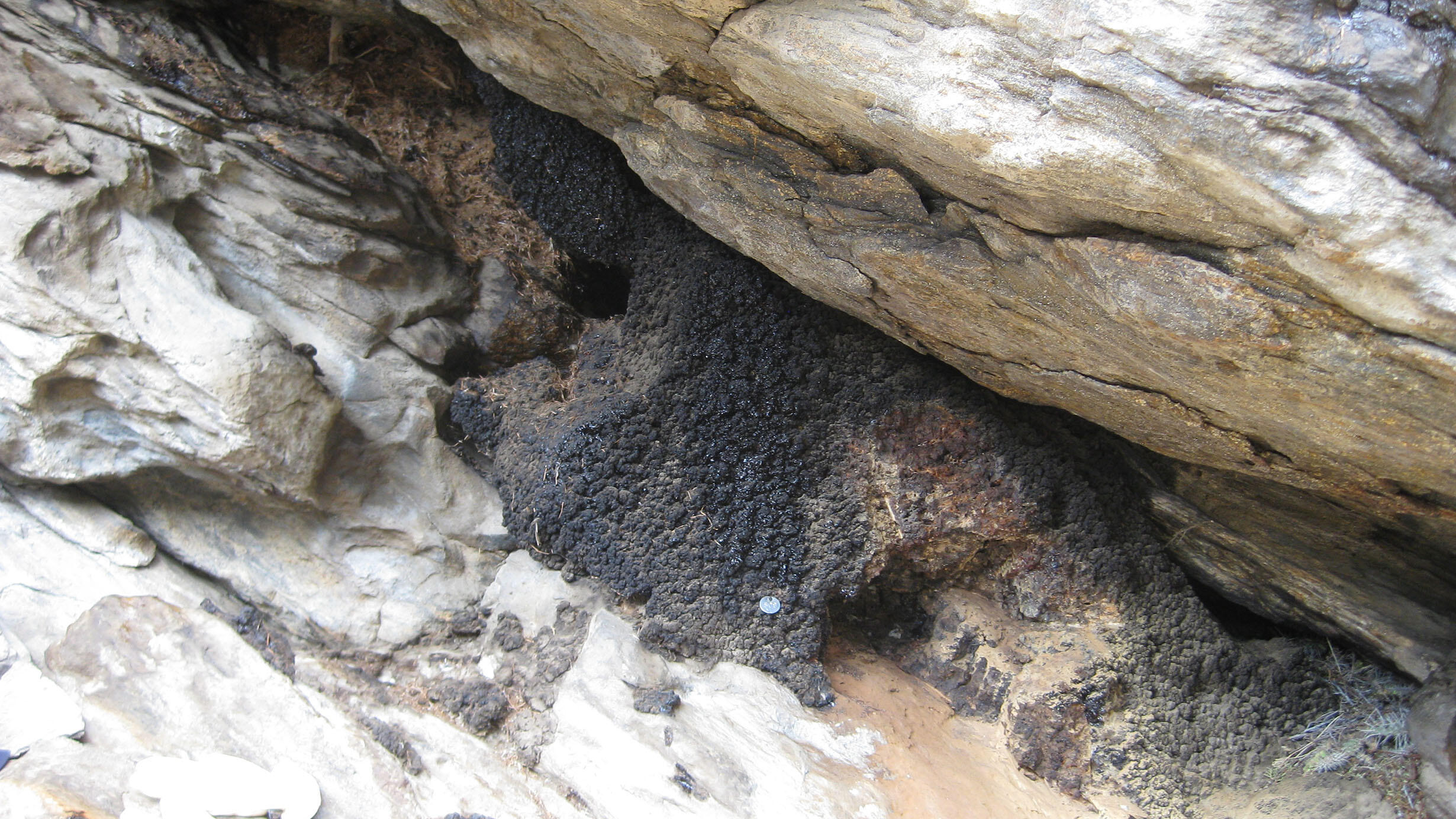 Small tunnels in the ground below slabs of rock.