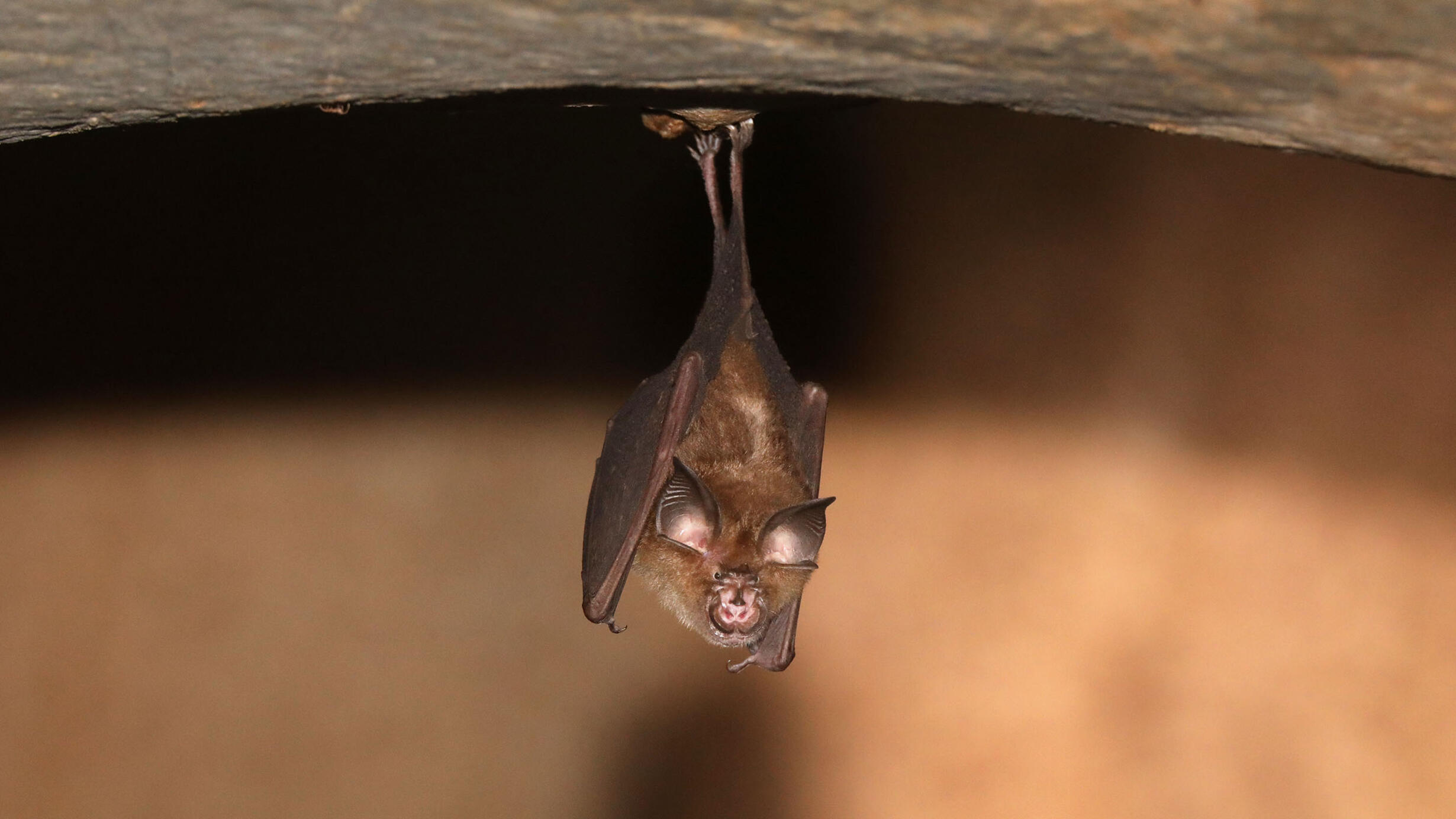 An intermediate horseshoe bat (Rhinolophus affinis) hangs upside down.