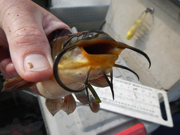 Brown bullhead that is being measured.