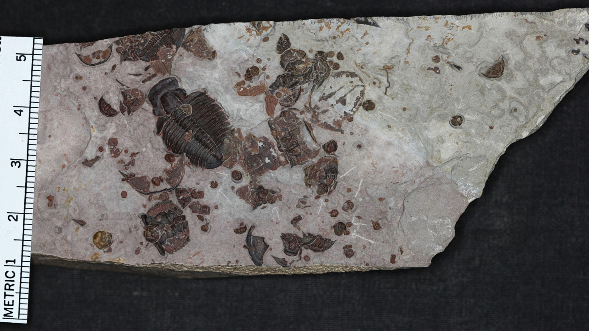 Multiple trilobite specimens embedded in a flat rock slab.