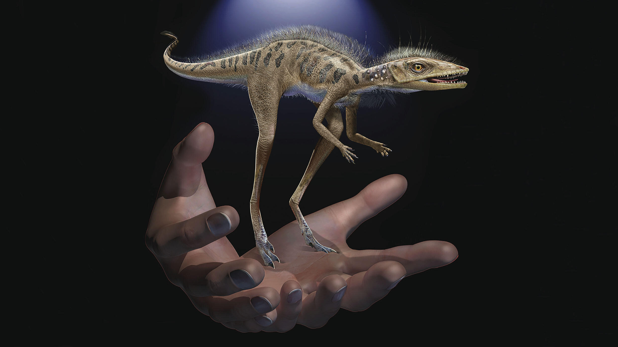 Rendering depicts a pair of hands holding the tiny Kongonaphon kely.