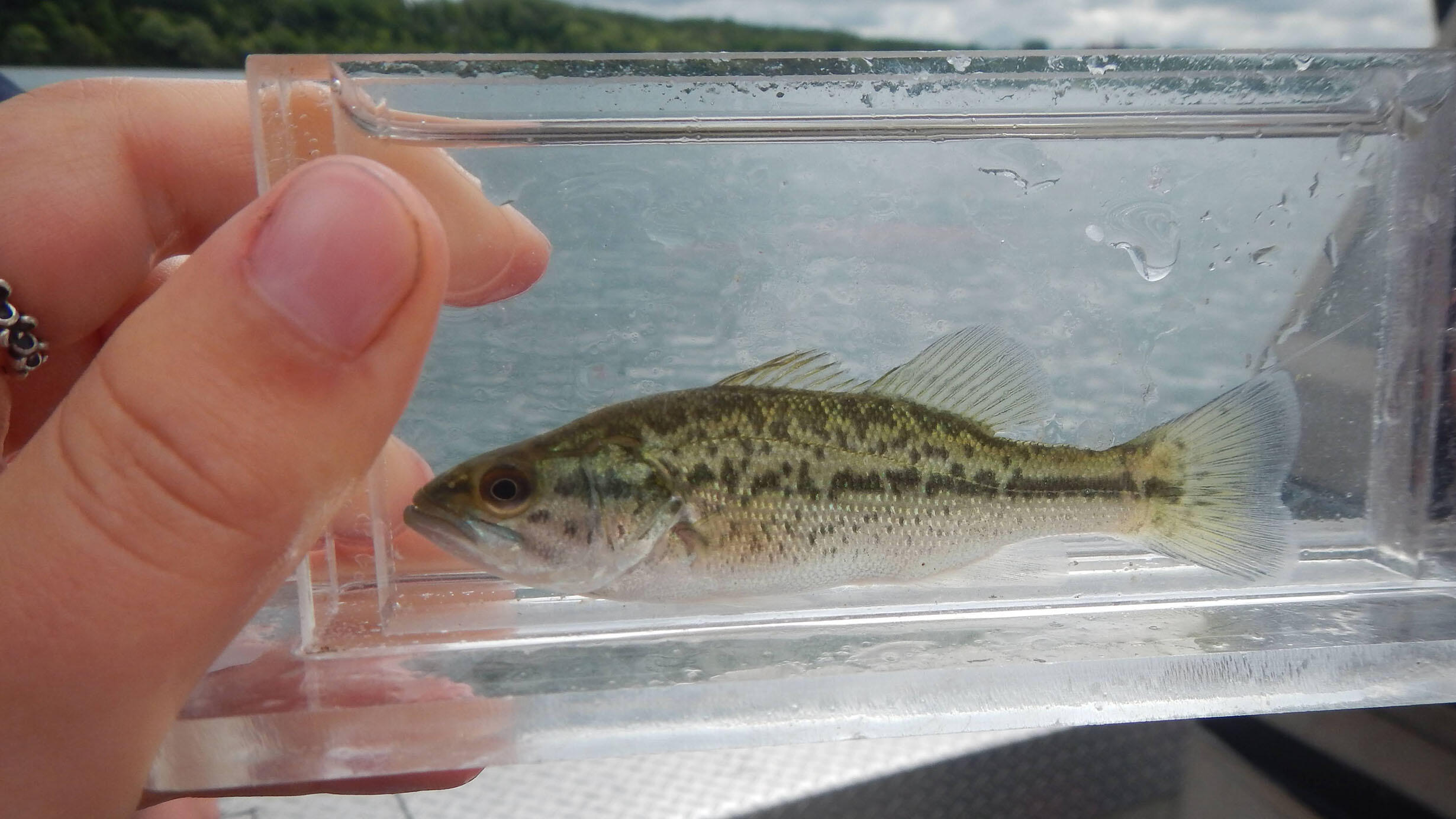 Largemouth bass specimen in a small glass tank.