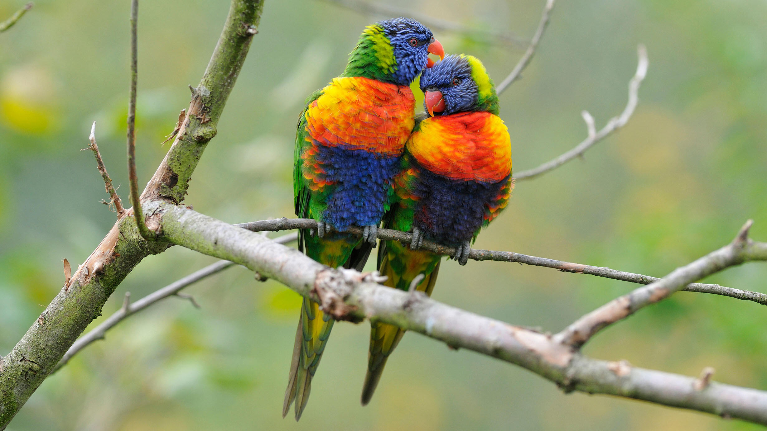 Two lorikeets perch on a tree branch.