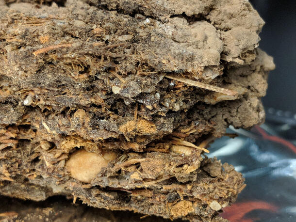 Closeup of a packrat midden shows remnants of plant material, fragments of insects, bones, and other elements the packrat uses to create its nest.