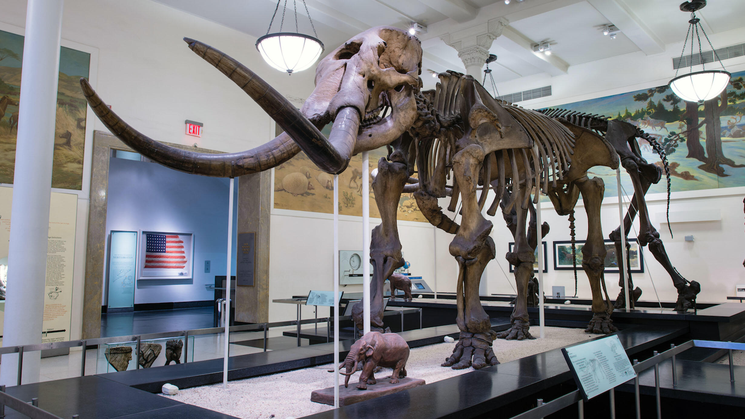 Warren Mastodon fossil mount on display at the American Museum of Natural History.