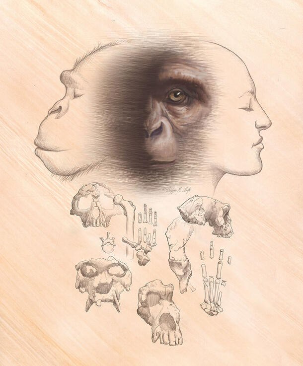 Illustration depicts the profile of an ape on the left transitioning to the profile of a human on the right.